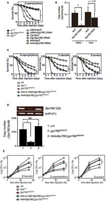 A Receptor Guanylate Cyclase, Gyc76C, Mediates Humoral, and Cellular Responses in Distinct Ways in Drosophila Immunity